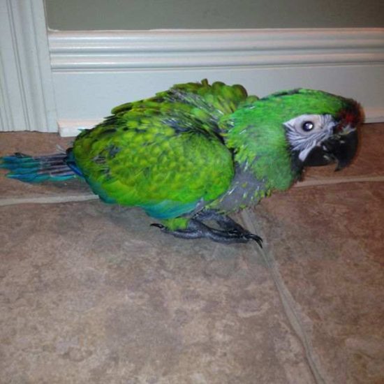 millitary macaw for sale