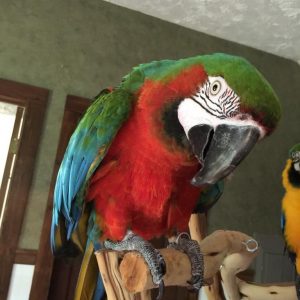 Harlequin macaw for sale