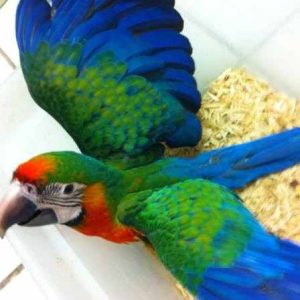 baby Harlequin macaw for sale