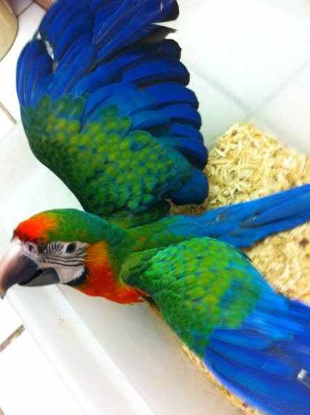 Harlequin macaw for sale