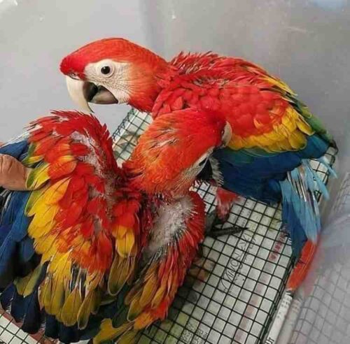 scarlet macaw for sale