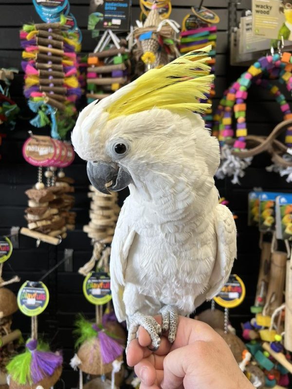 Sulphur Crested Cockatoo for Sale