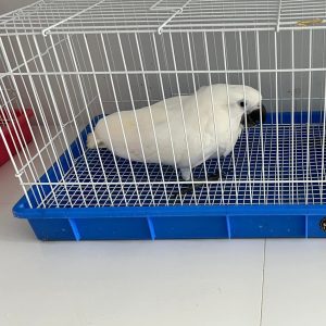 Cockatoo on sale
