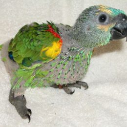 Blue Fronted Amazons for sale