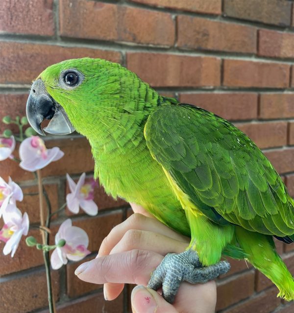 Yellow naped amazon for sale