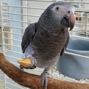 Timneh African grey for sale