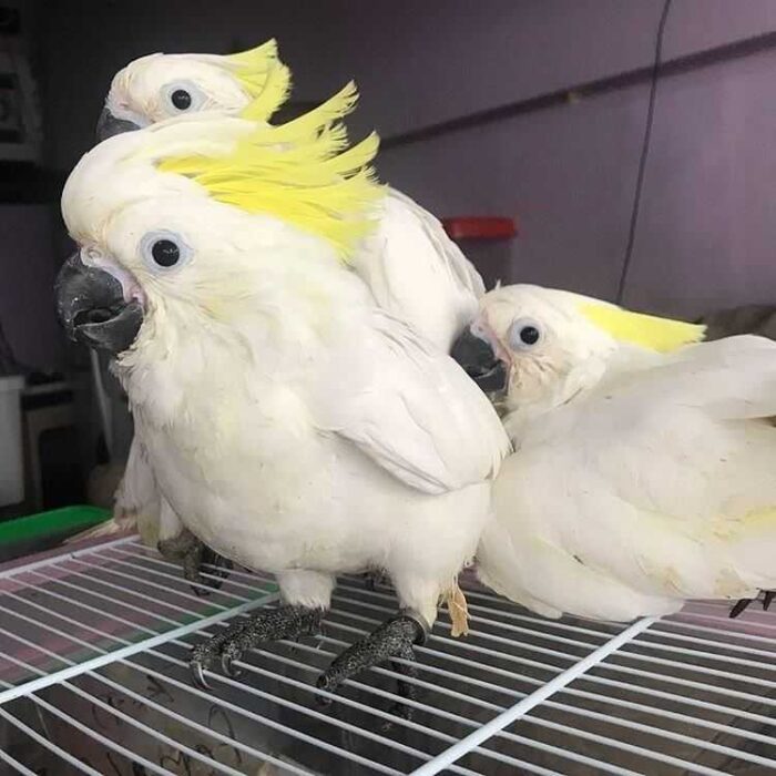 sulfur crested cockatoo for sale