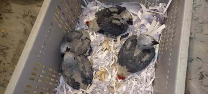 african grey for sale