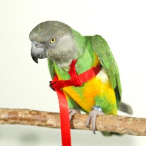 Senegal Parrots for sale
