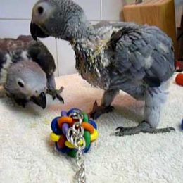 Timneh African grey for sale