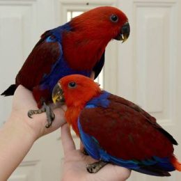 Eclectus Parrot For Sale