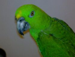 Yellow naped amazon for sale