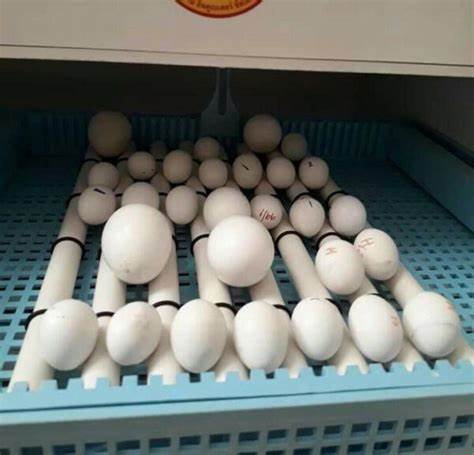 Scarlet Macaw Eggs For Sale