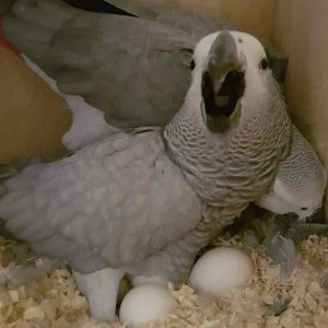 african parrots