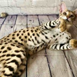 Savannah Cat For Sale