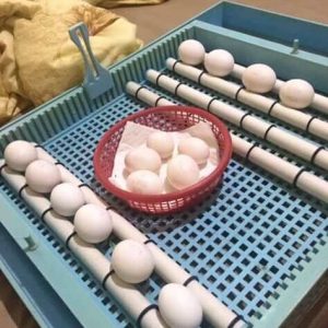 Umbrella Cockatoo Eggs For Sale