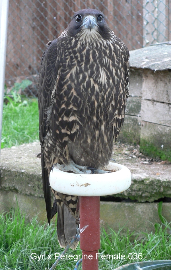 falcon birds for sale