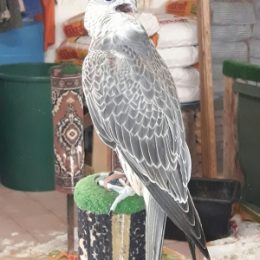 falcon birds for sale