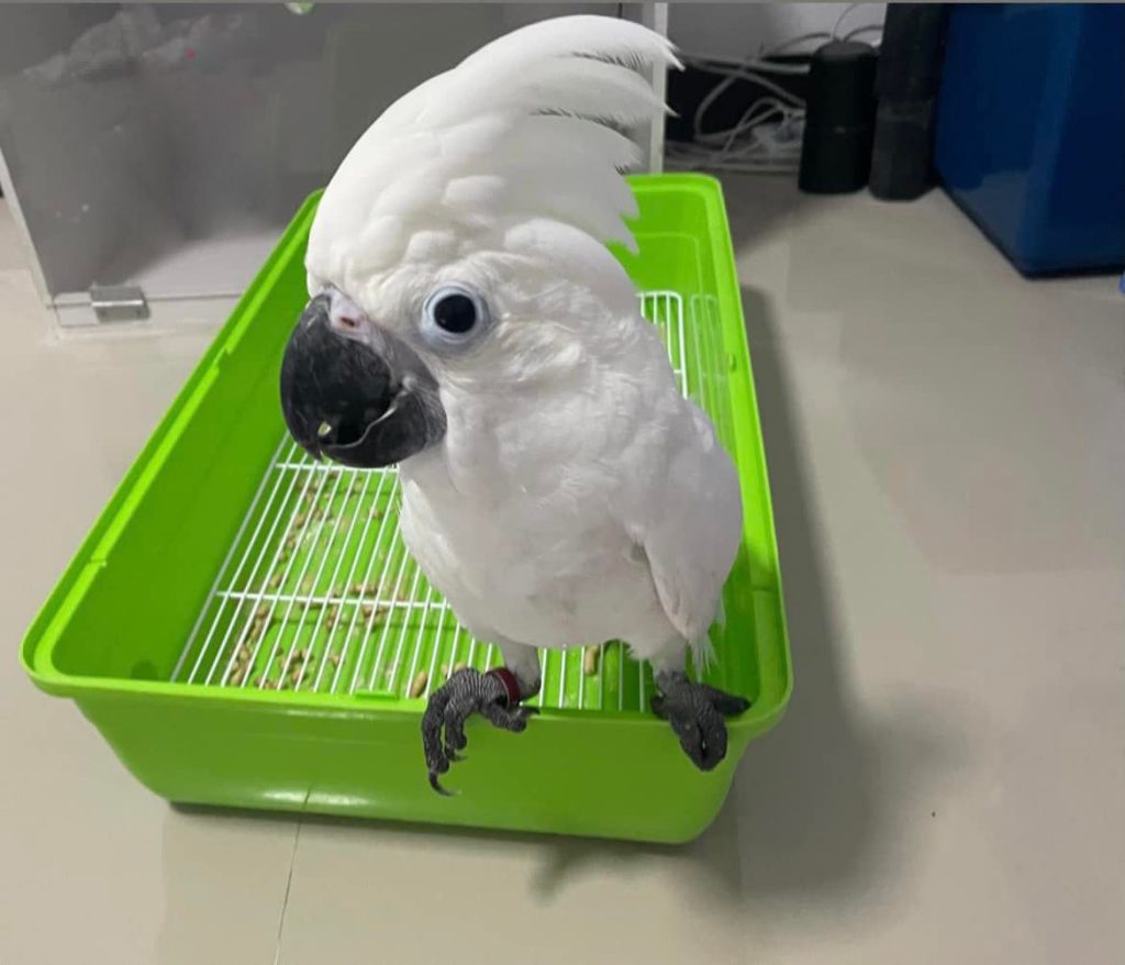 Umbrella cockatoo
