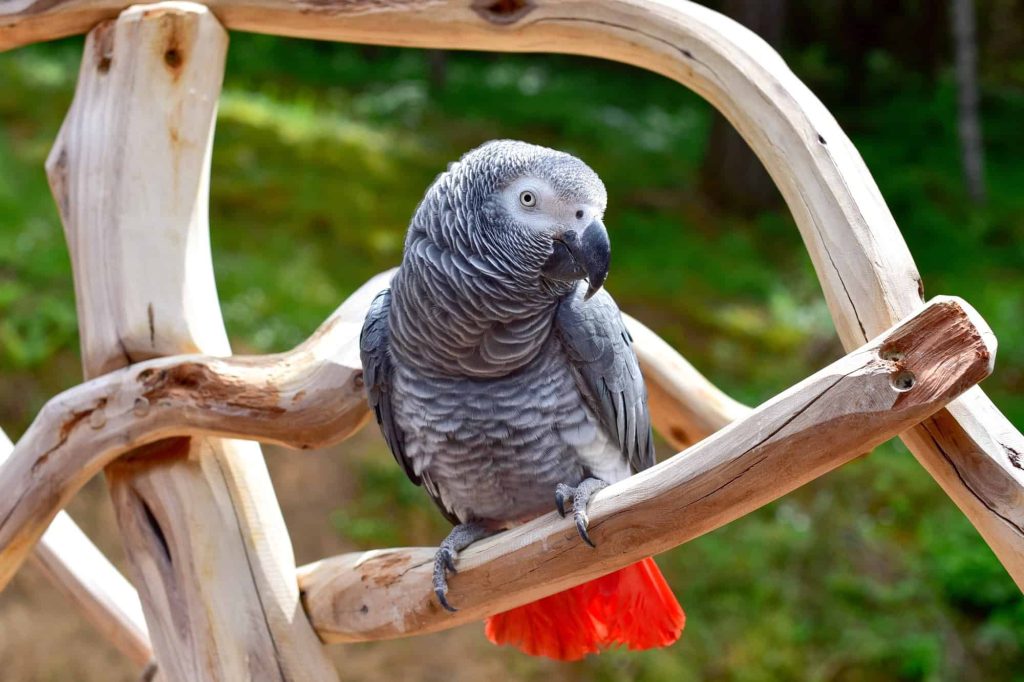African grey parrot – All you need to know