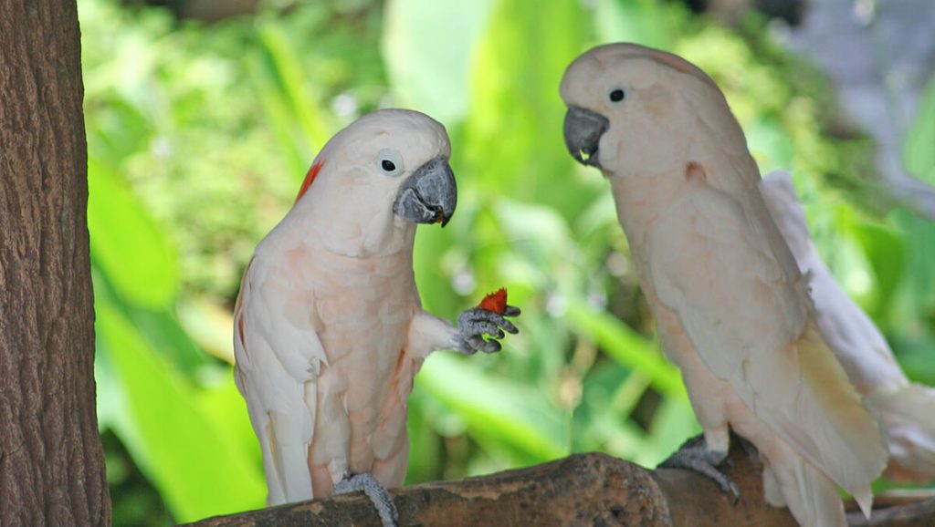 moluccan cockatoo