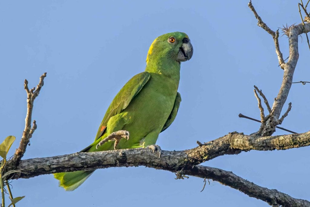 Yellow naped parrot Amazona auropalliata Los Tarrales