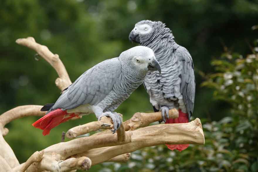 African Grey Price: All You Need to Know