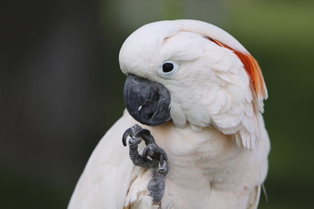 closeup molu