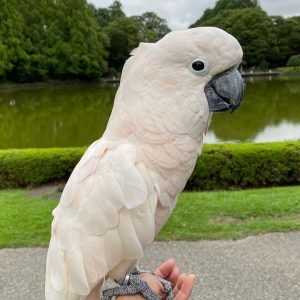 Cockatoo for sale