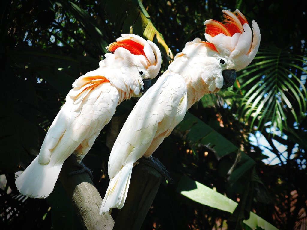 moluccan cockatoos perching on wood against tree 665689599 58ad93905f9b58a3c97aafd2