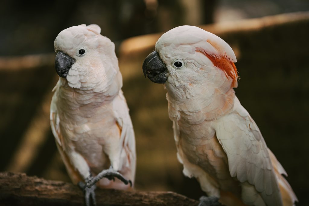 Moluccan Cockatoos – All You Need to Know