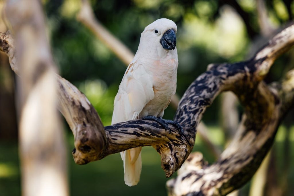 moluccan cockatoo