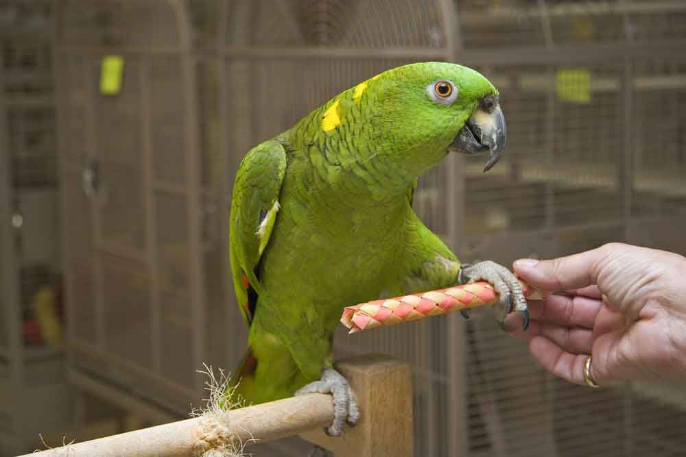 yellow naped amazon for sale