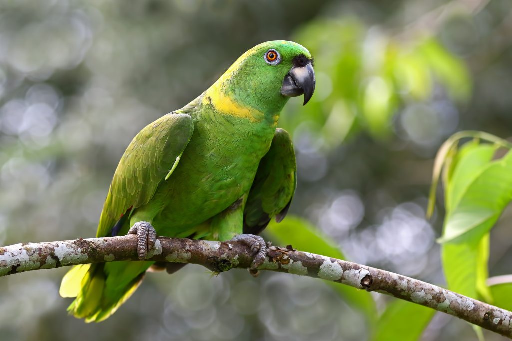 Yellow Naped Amazon Parrot Profile: Fascinating Facts and Insights