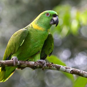 Amazon Parrots for sale