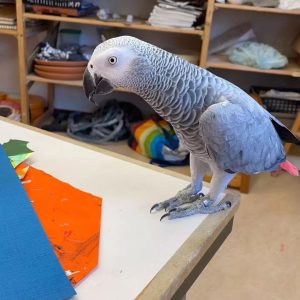 african grey parrot for sale los angeles