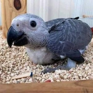 grey parrot bird for sale