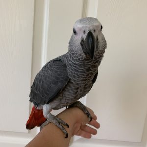 jako parrot for sale