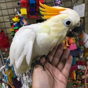 Baby Citron Cockatoo for Sale