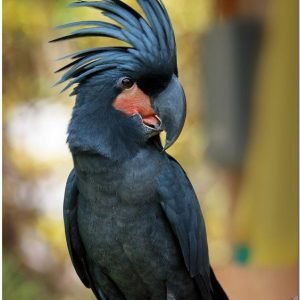 black palm cockatoo for sale near me