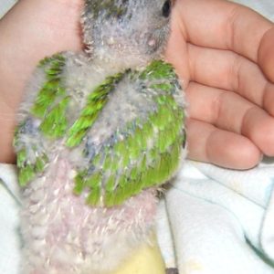 Baby Senegal Parrot for sale