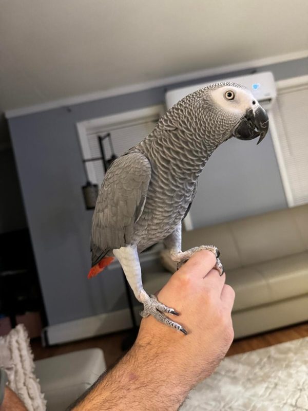 Congo african grey for sale