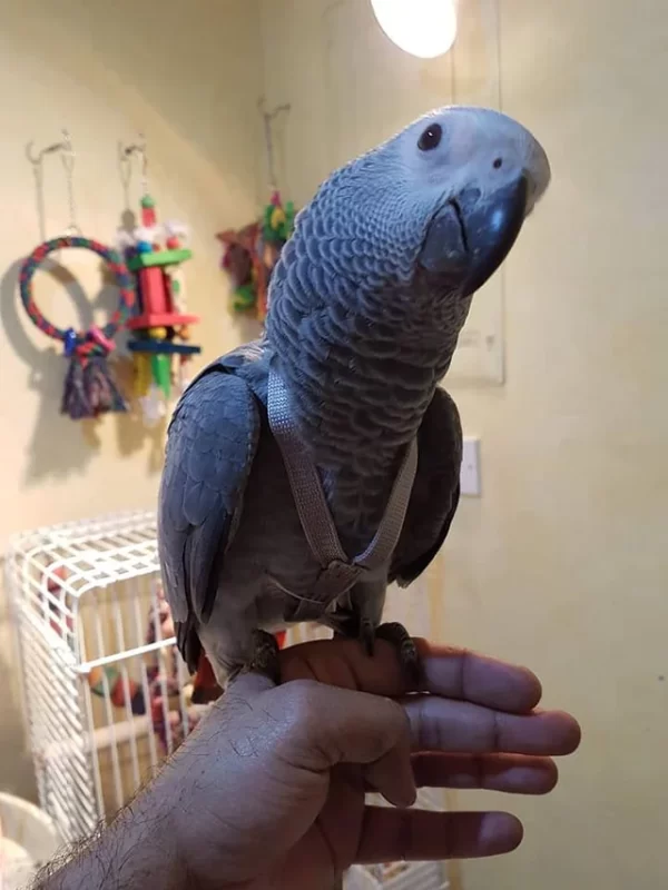 Congo African Grey Parrot for sale