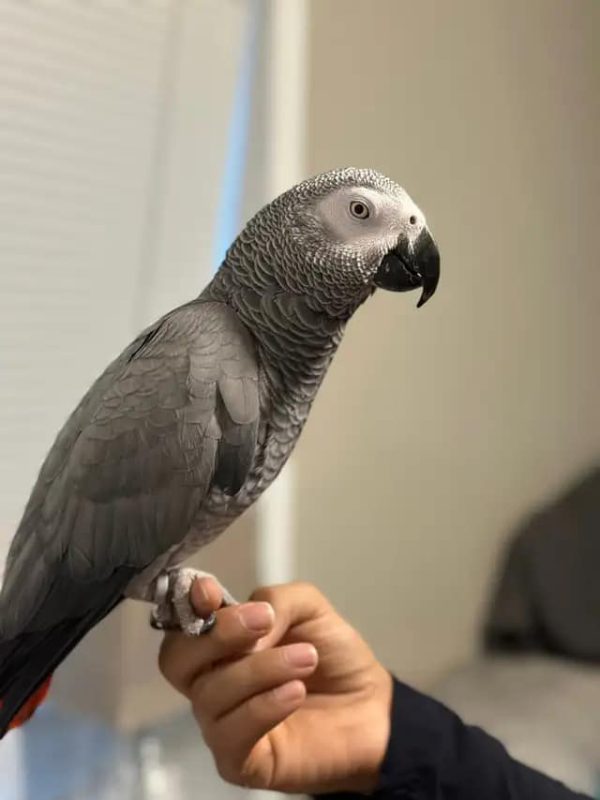 African grey parrot for sale near me