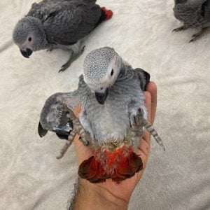African grey parrot for sale miami