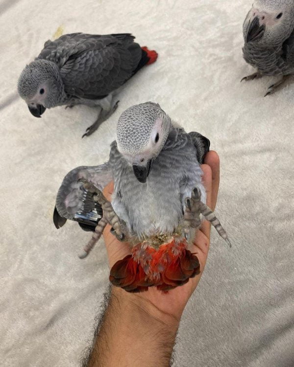 African grey parrot for sale miami