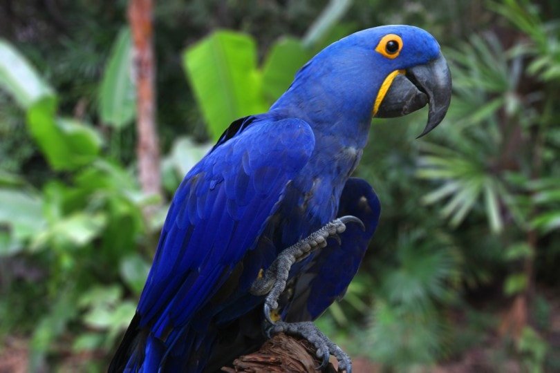 blue hyacinth macaw