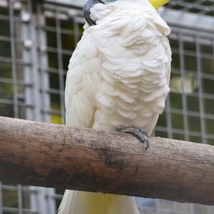 Sulphur Crested Cockatoo For Sale Near Me