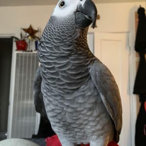 African grey parrot for sale nyc