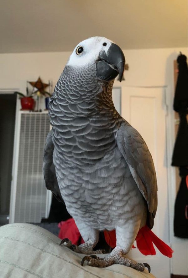 African grey parrot for sale nyc